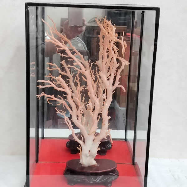 收購紅珊瑚